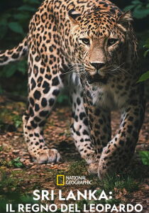 Sri Lanka - Il regno del leopardo [CORTO] streaming